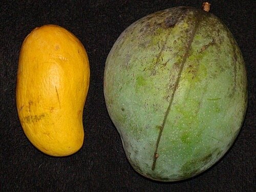 Keitt Mango (કેઇટ કેરી)